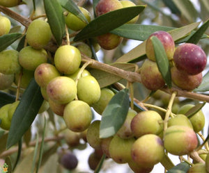 Arbequina olive variety